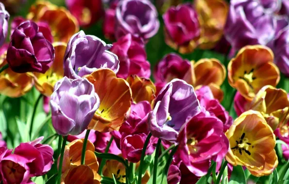 Picture petals, garden, meadow, tulips