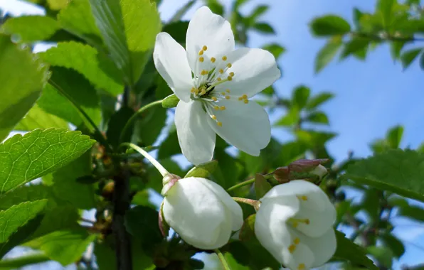 Cherry, flowering, April