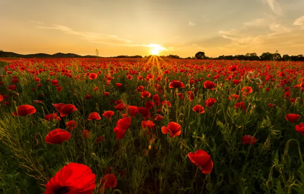 Picture field, Maki, the evening