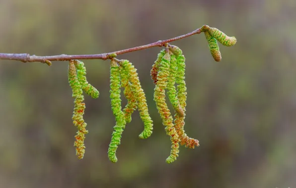 Picture macro, sprig, branch, spring, green, earrings