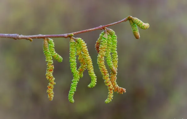 Macro, sprig, branch, spring, green, earrings