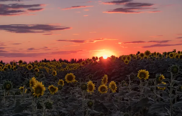 Field, summer, the sky, the sun, clouds, sunflowers, sunset, flowers