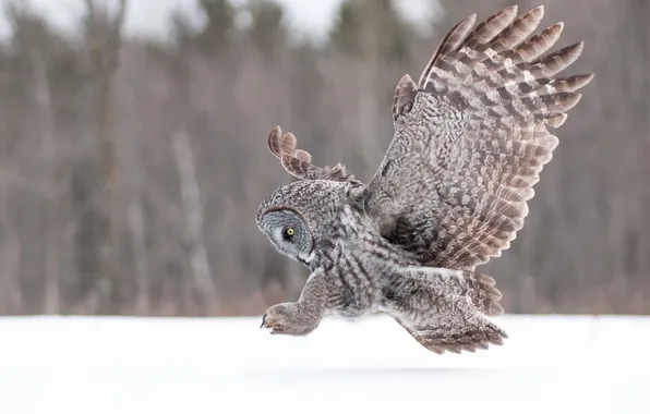 Picture owl, wings, Great grey owl