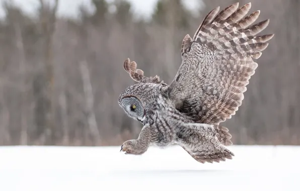 Owl, wings, Great grey owl