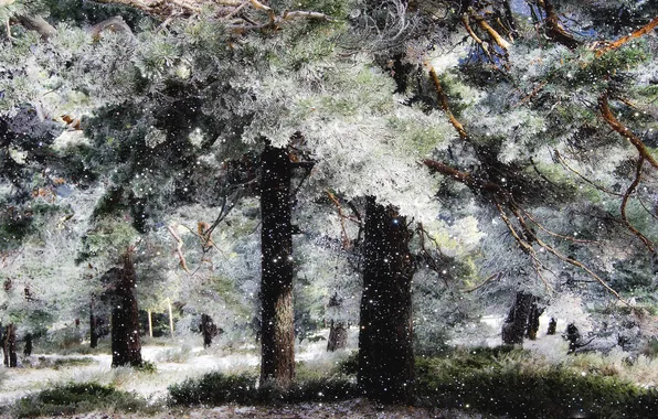 Picture snow, trees, tree
