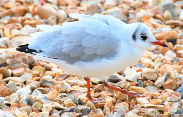 Bird, shore, feathers, beak, pebbles