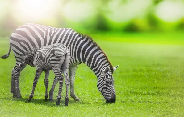 Africa, savannah, Zebras
