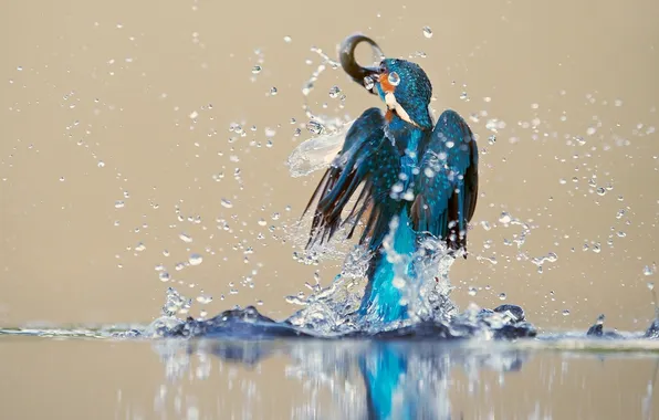 Water, squirt, bird, Kingfisher, catch