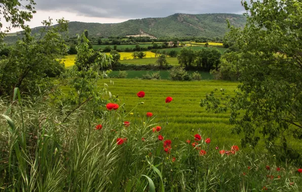 Picture greens, field, grass, trees, flowers, mountains, red, Maki
