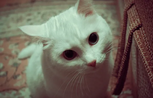 White, eyes, cat, albino