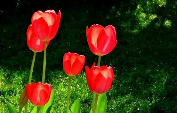 Picture Spring, Spring, Red tulips, Red tulips