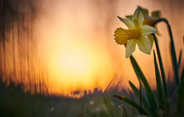 Leaves, light, flowers, glade, spring, yellow, daffodils, bokeh