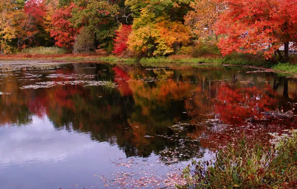 Autumn, leaves, reflection, trees, nature, pond, colors, Nature