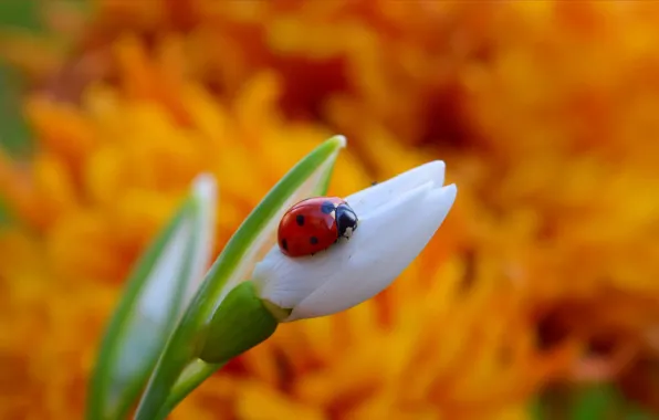 Picture Ladybug, Snowdrop, Bokeh, Insect, Bokeh, Snowdrop