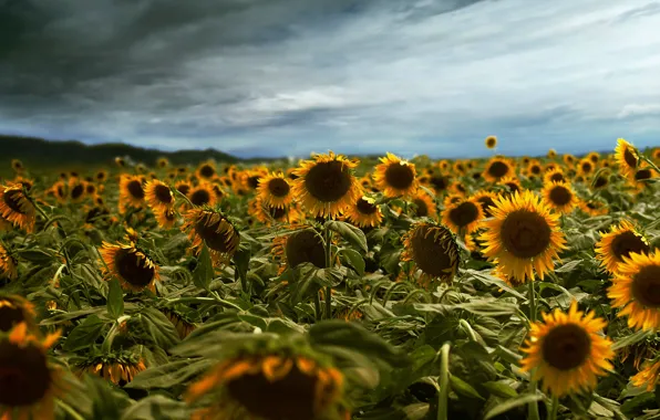 Summer, sunflowers, nature