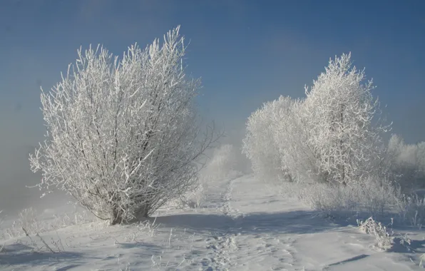 Winter, snow, trees, Nature