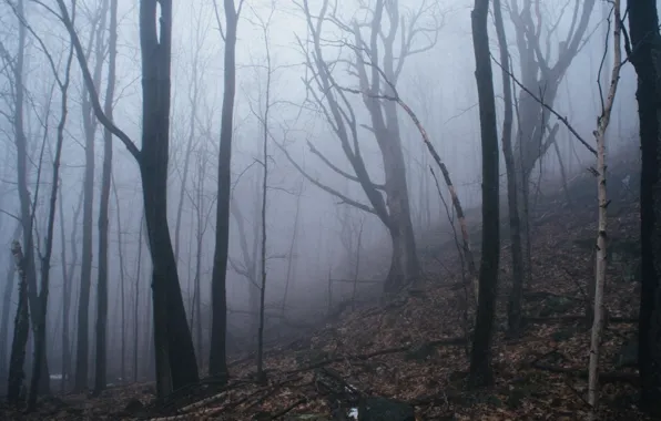 Picture forest, trees, nature, fog, spring, Canada, Canada, Quebec