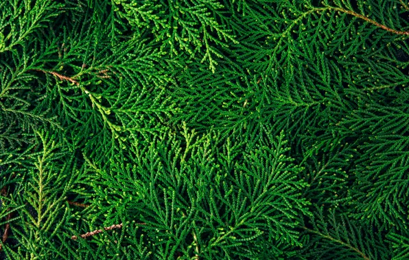 Sprig, texture, needles