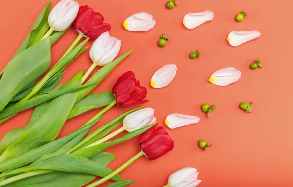 Flowers, background, Tulips, buds