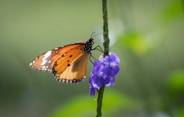 Picture flower, butterfly, monarch krezip