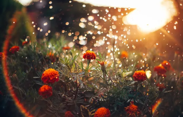 The sun, light, flowers, glare