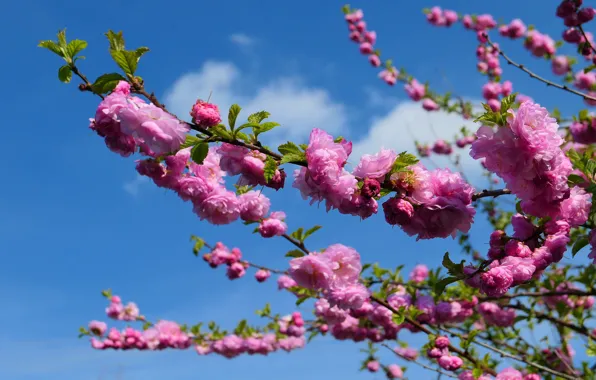 Clouds, flowers, branches, blue, tree, bright, spring, pink