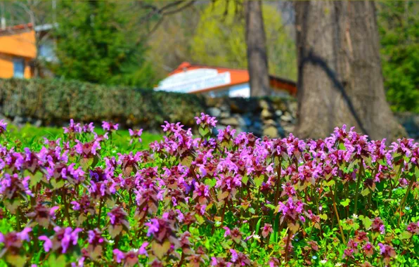 Picture Spring, Park, Park, Spring, Flowering, Garden, Flowering