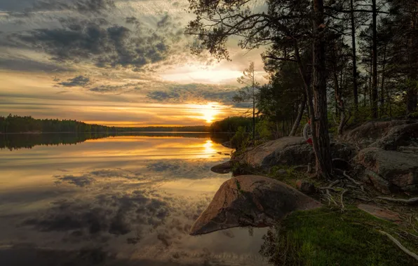 Forest, the sky, the sun, clouds, light, sunset, branches, roots