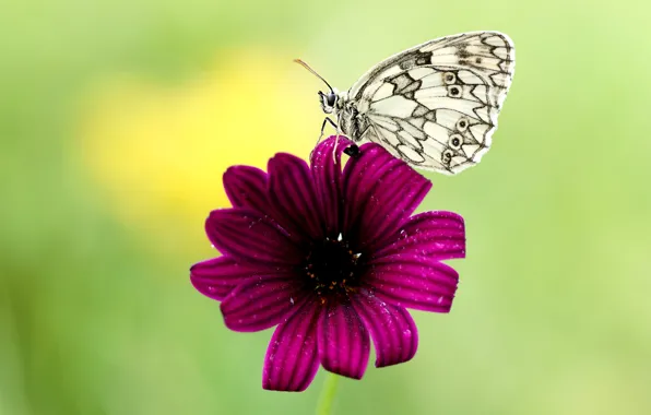 Flower, summer, macro, background, butterfly, petals, insect, white