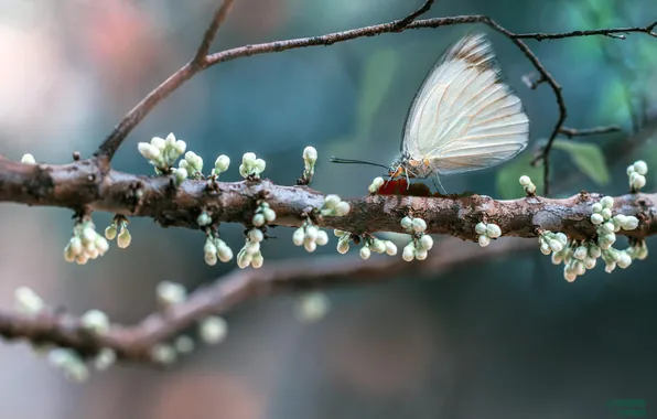 Picture macro, tree, butterfly, branch
