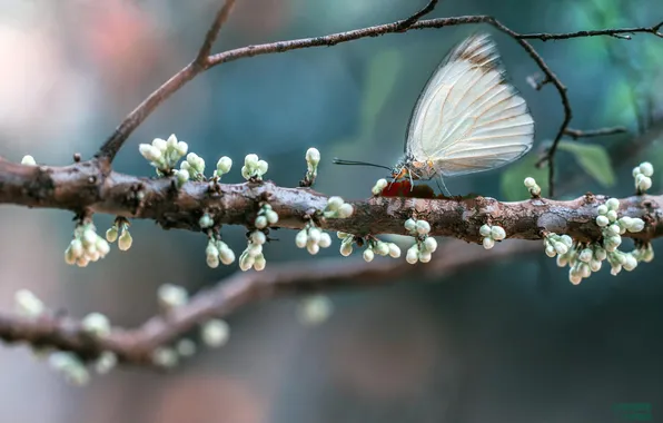 Macro, tree, butterfly, branch