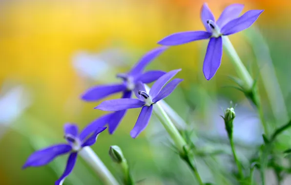 Flowers, nature, plant, petals