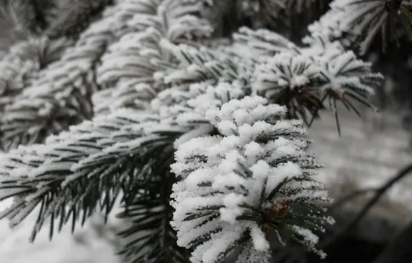 Greens, snow, Tree, Odessa