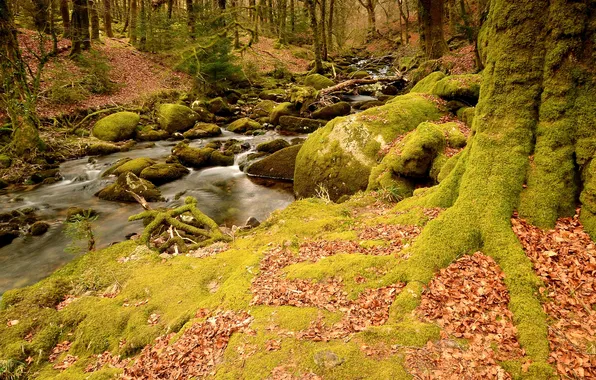 Picture autumn, forest, stream, stones, moss