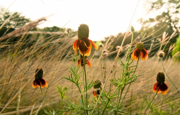 Field, flowers, nature, flowers, Echinacea, Nikon D300