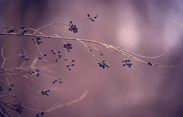 Autumn, macro, branches, berries