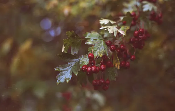 Picture leaves, berries, red