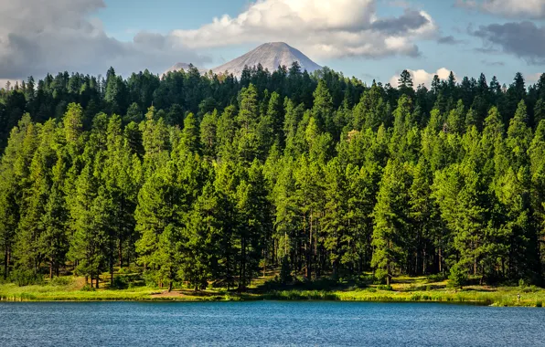 Forest, trees, mountains, lake, Colorado