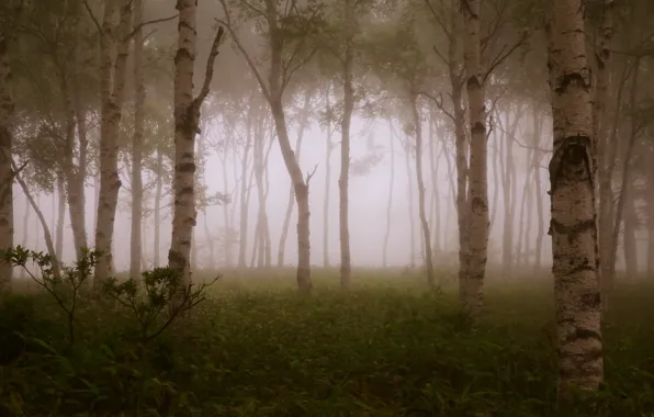 Forest, trees, branches, fog, forest, trees, fog, branches