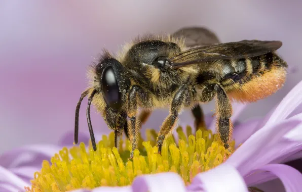 Picture eyes, macro, flowers, bee, background, pollen, chamomile, legs