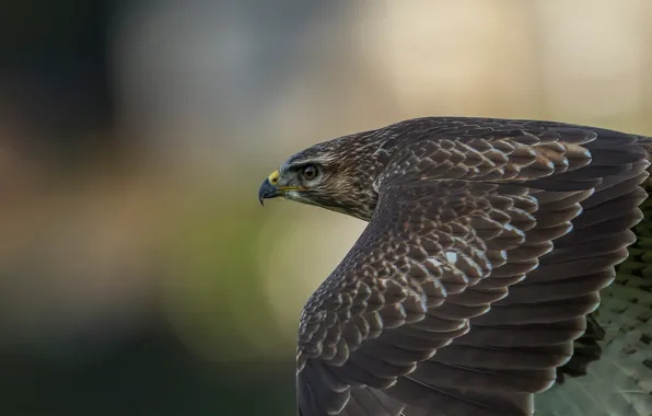 Picture background, bird, wings, predator, feathers, flight, Hawk, bokeh