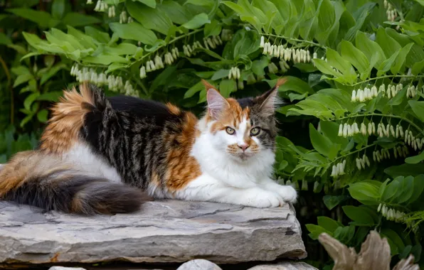 Cat, cat, look, nature, pose, face