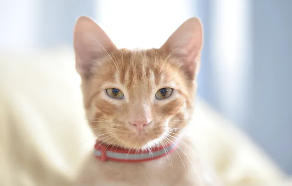 Cat, cat, light, kitty, portrait, red, collar, blue background