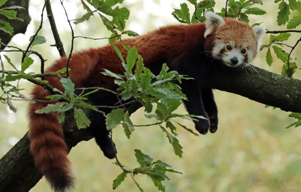 Wallpaper muzzle, Red Panda, Red Panda for mobile and desktop, section ...