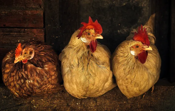 Treatment, chicken, three, coop, trio, chicken, cock, sitting