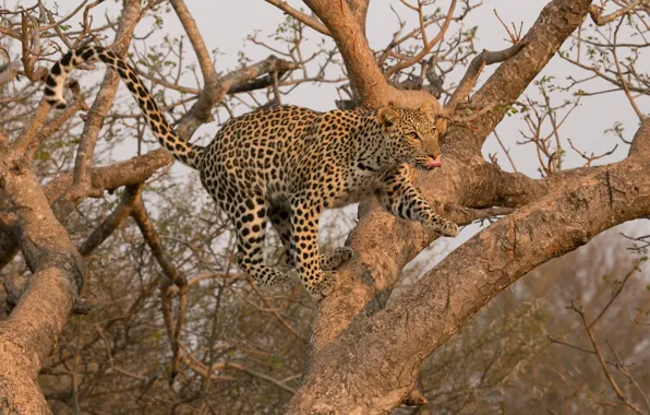 Jump, predator, leopard, wild cat