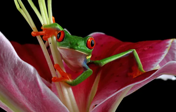 Flower, frog, green, red-eyed tree frog