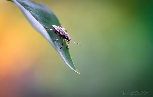 Picture leaves, background, beetle, insect, bokeh