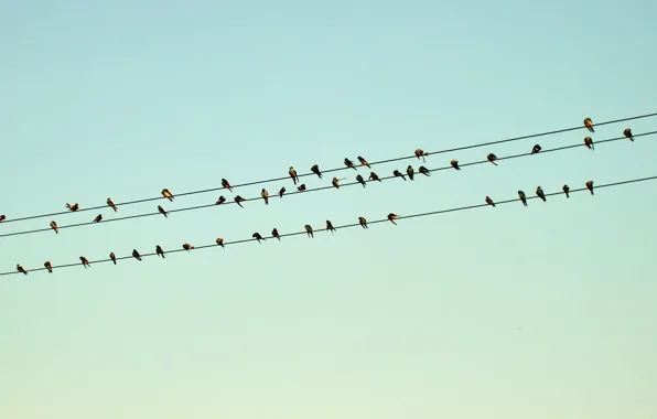 The sky, birds, notes, wire, the evening, a number, birds, stave
