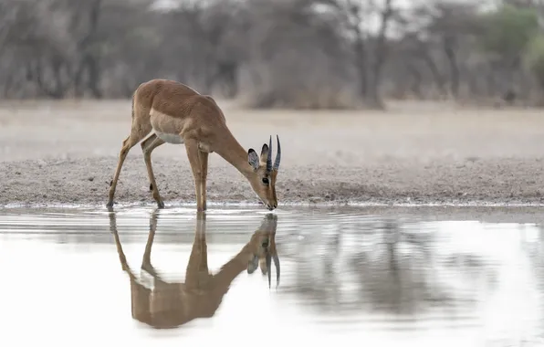 Reflection, river, drink, antelope